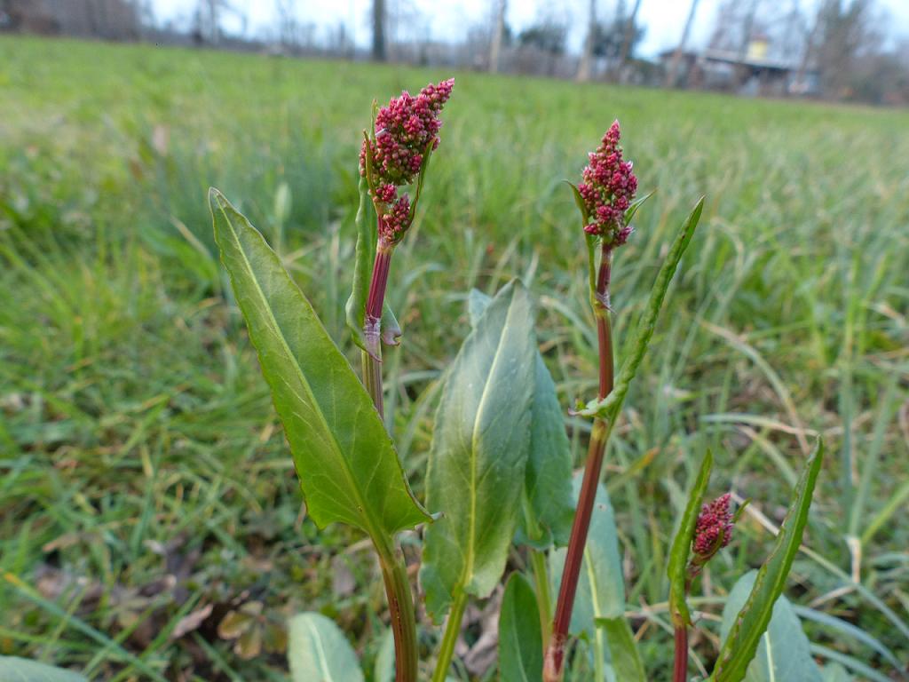 polygonum? - cfr. Rumex acetosa